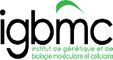 IGBMC (Institut de Génétique et de Biologie Moléculaire et Cellulaire)